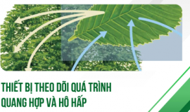 SERIES CÔNG TRÌNH KHOA HỌC TIÊU BIỂU: THIẾT BỊ THEO DÕI QUÁ TRÌNH QUANG HỢP VÀ HÔ HẤP